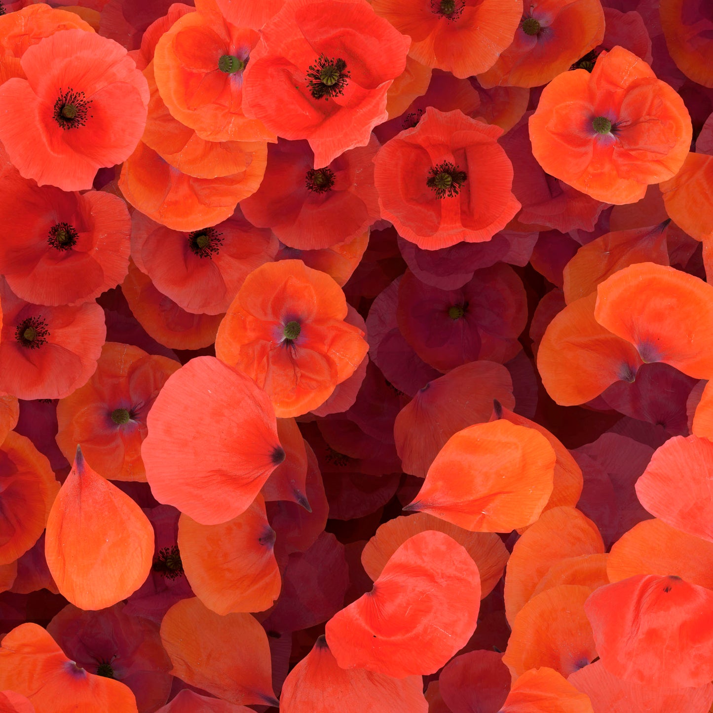 Red Poppies
