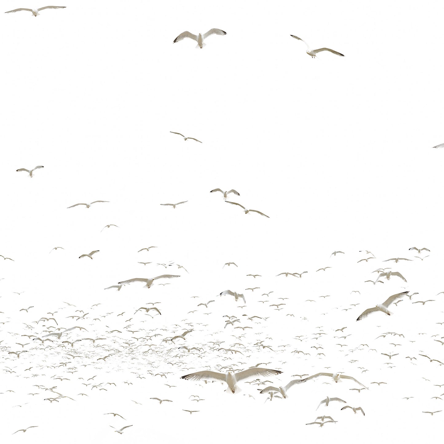 One Seagull
