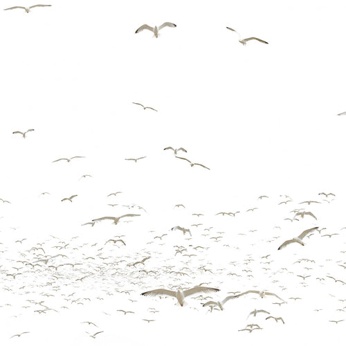 One Seagull