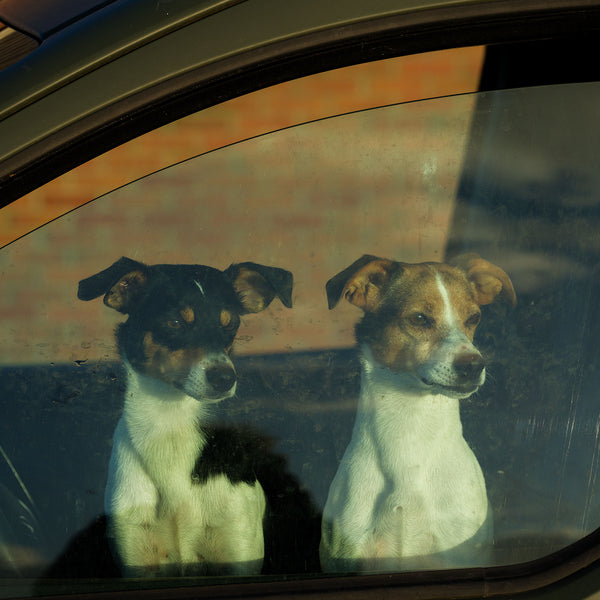 Portretten - favorieten