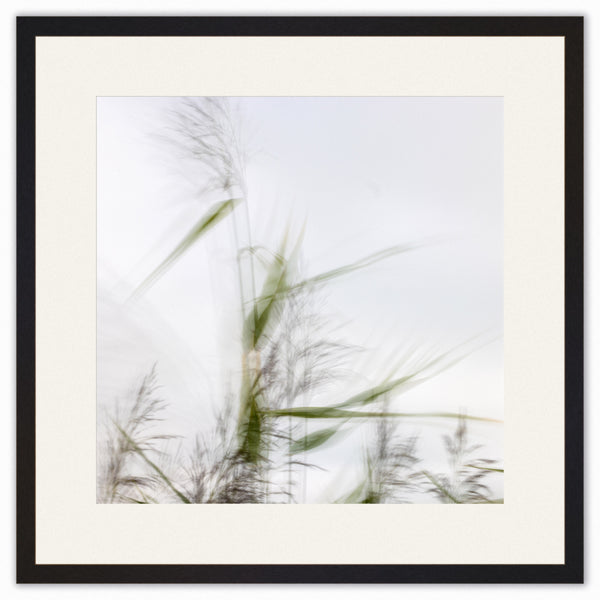 Winds Swept Grass #1
