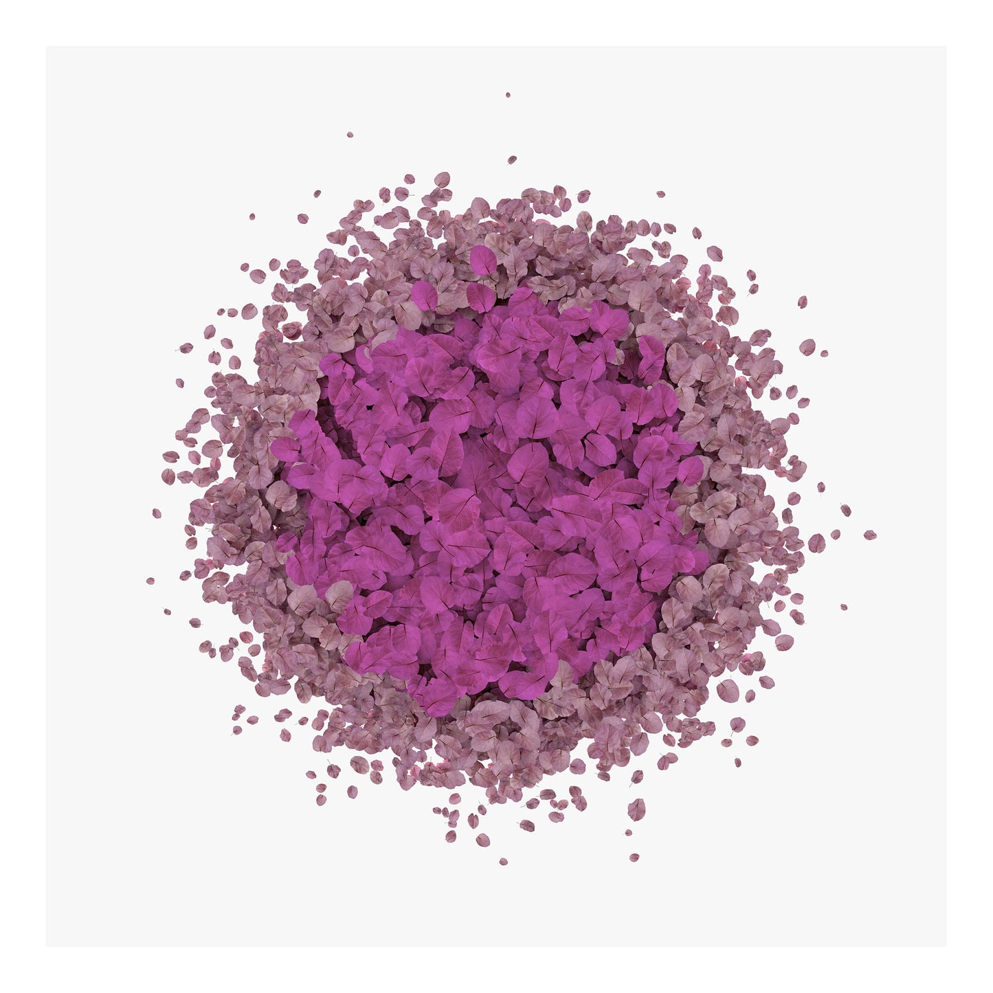 Falling leaves (Bougainvillea)