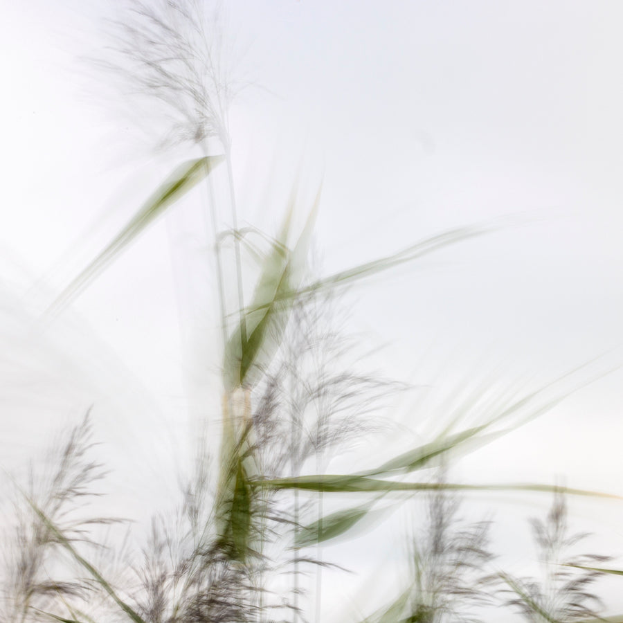 Windswept Grass #1