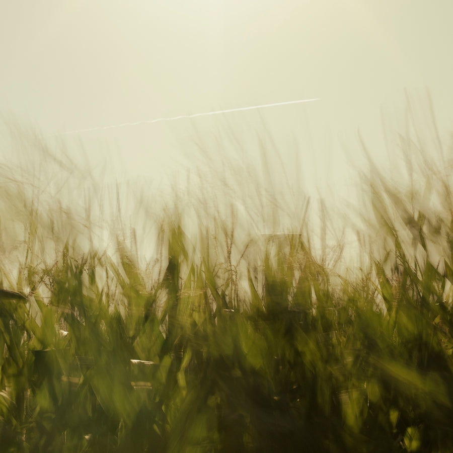 Rustling Grass and an Airplane #1