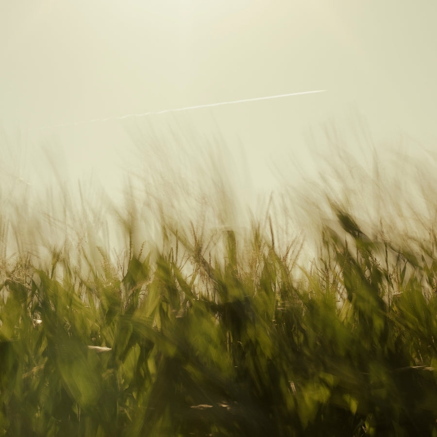 Rustling Grass and an Airplane #2