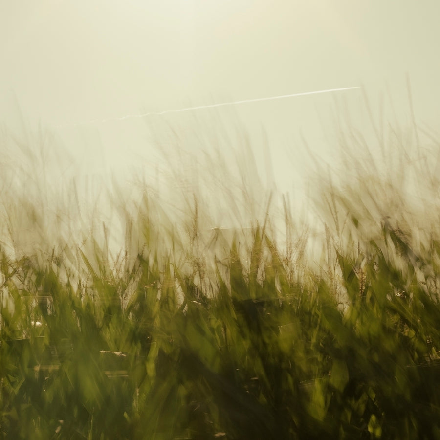 Rustling Grass and an Airplane #3