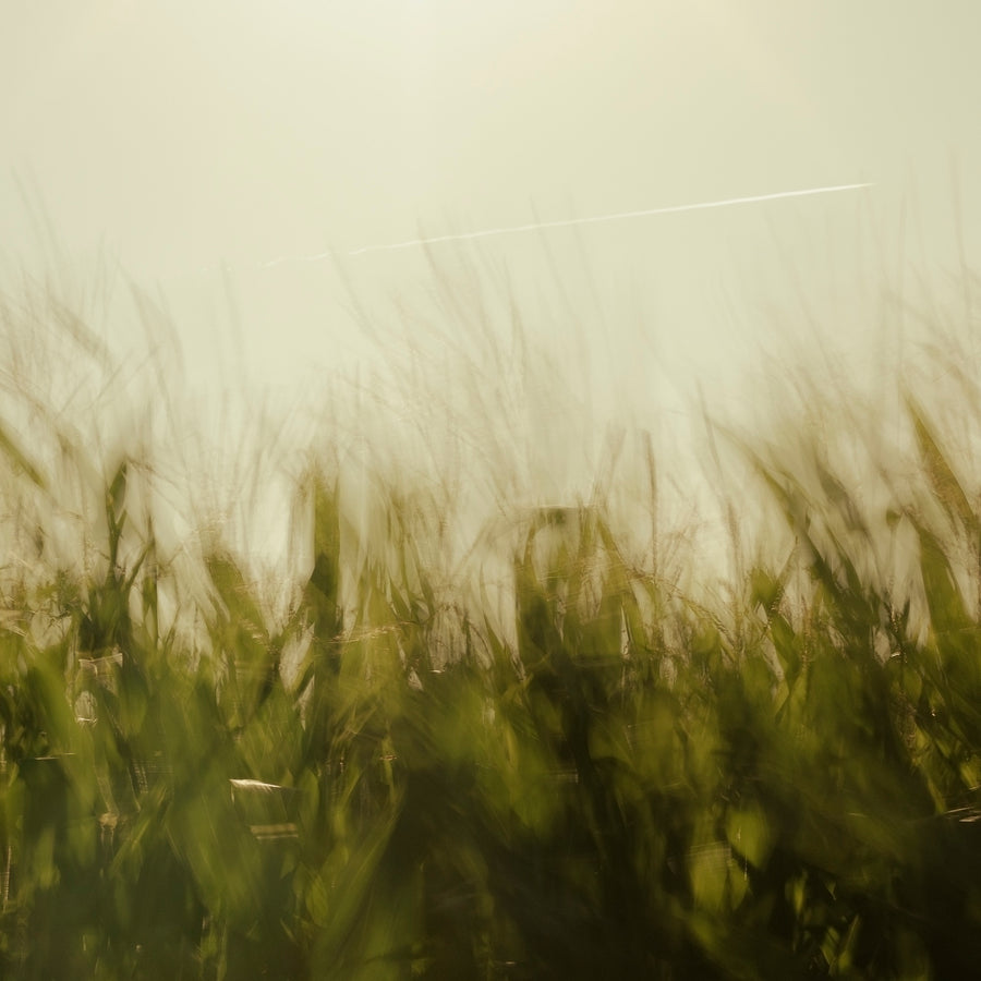 Rustling Grass and an Airplane #4