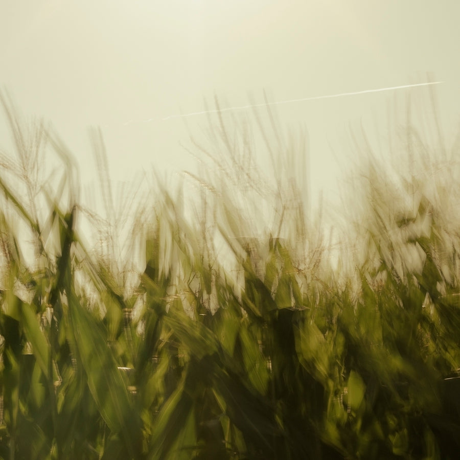 Rustling Grass and an Airplane #5