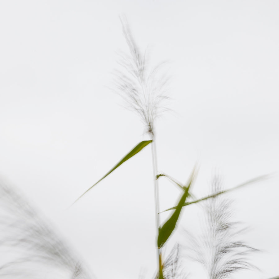 Windswept Grass #2