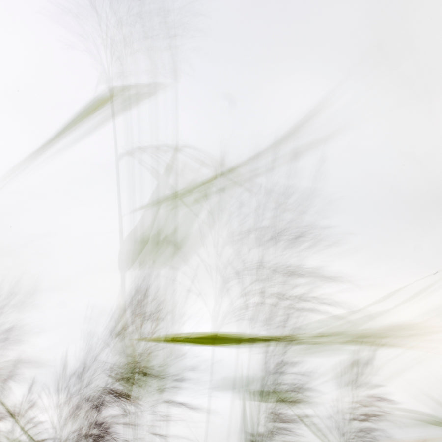 Windswept Grass #3