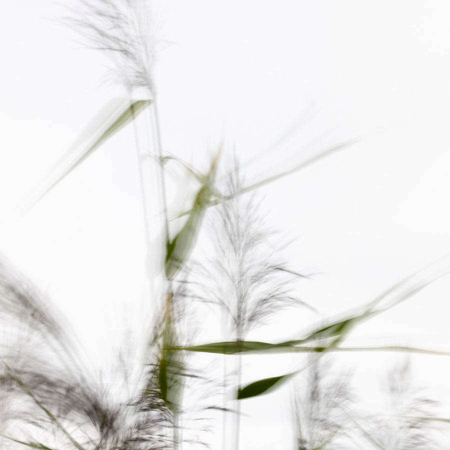 Windswept Grass #4