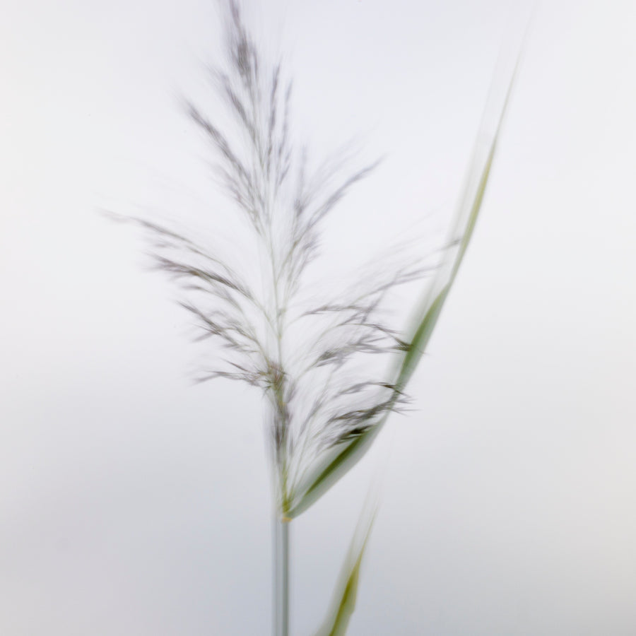 Windswept Grass #5